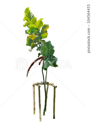 Red-flowered Sea Grape. Coccoloba Rugosa Red-flowered Sea Grape. Coccoloba Rugosa 104564455