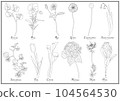 Flower line illustration botanical material 104564530