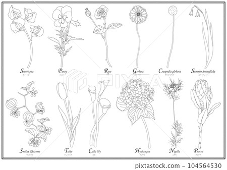 Flower line illustration botanical material Flower line illustration botanical material 104564530