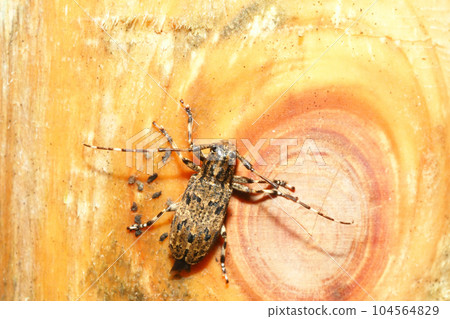 Naga Gomakokami 104564829