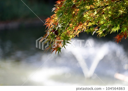 Maple where the autumn leaves have begun 104564863