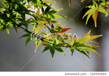 Maple where the autumn leaves have begun Maple where the autumn leaves have begun 104564864