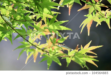 Maple where the autumn leaves have begun Maple where the autumn leaves have begun 104564865