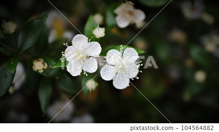 Myrtle Flower Ginbaika Myrtle Flower Ginbaika 104564882