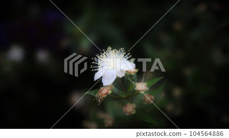 香桃木花銀梅花 香桃木花銀梅花 104564886