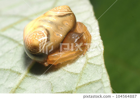 Otorino Fundamesi (female) 104564887