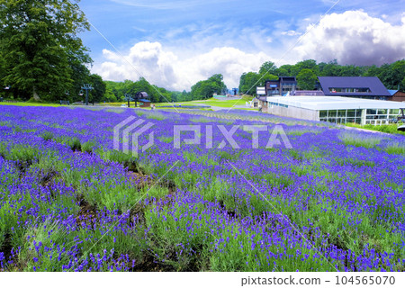 Lavender park and summer sky 104565070