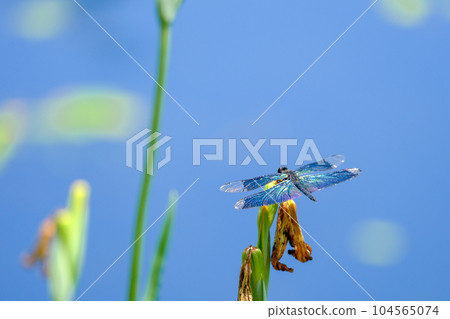 蝴蝶蜻蜓 1 蝴蝶蜻蜓 1 104565074