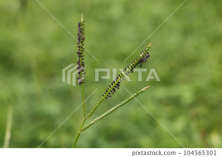 Natural plants: American humpback millet, a naturalized plant that spreads here and there. It is said to be native to South America Natural plants: American humpback millet, a naturalized plant that spreads here and there. It is said to be native to South America 104565301