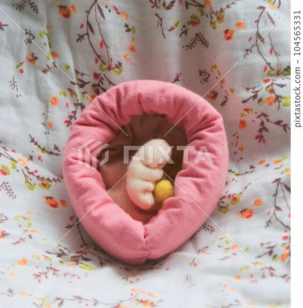 Adorable Maternal Explosion at the Embryo in Early Pregnancy 104565331
