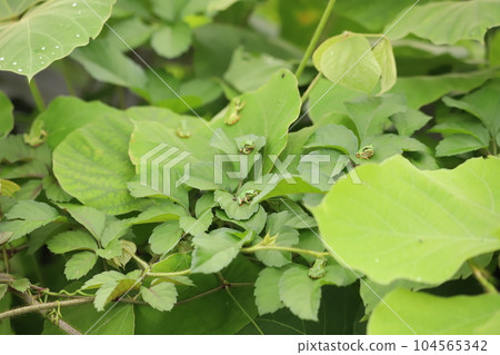 Frog on the leaves Frog on the leaves 104565342