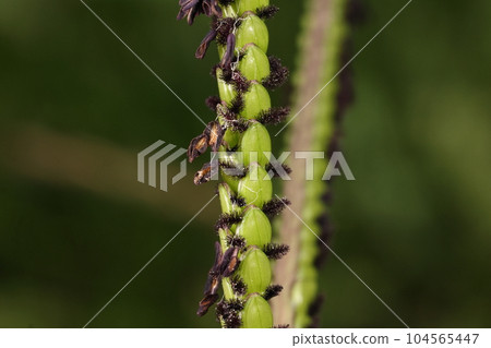 Natural plant: American barnacle, flowering from July to September. The style of the pistil and the anthers of the stamen are purple-black. 104565447