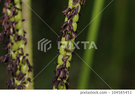 天然植物:美洲藤壺,細細地共有兩排花。飽滿的小穗 天然植物:美洲藤壺,細細地共有兩排花。飽滿的小穗 104565451