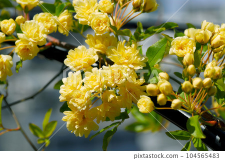 黃花 Mokkou 玫瑰特寫 黃花 Mokkou 玫瑰特寫 104565483