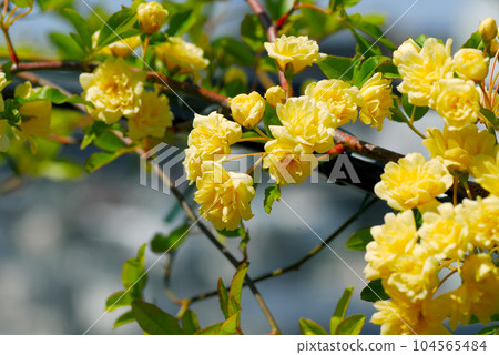黃花 Mokkou 玫瑰特寫 黃花 Mokkou 玫瑰特寫 104565484