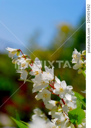 Spring scenery Beautiful white flowers of Hime Deutzia Close-up Spring scenery Beautiful white flowers of Hime Deutzia Close-up 104565492
