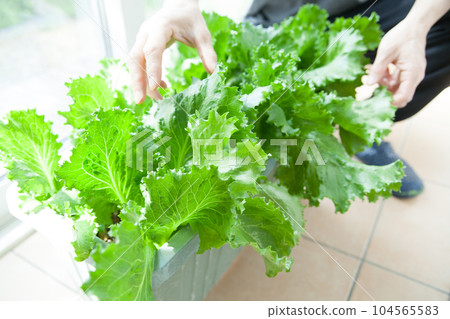 grow lettuce indoors 104565583