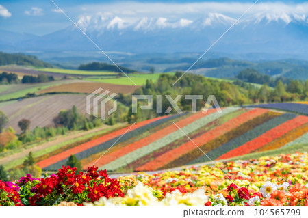 [Autumn in Hokkaido] Flower scenery of Shikisai no Oka 104565799