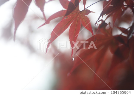 Momiji with drops for background 104565904
