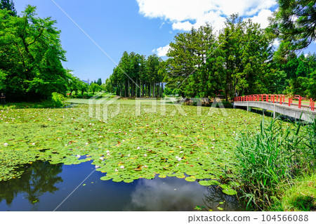 Water lilies, Benten Island and Togakushi Island 104566088