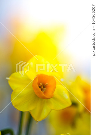 Narcissus flower macro image 104566207