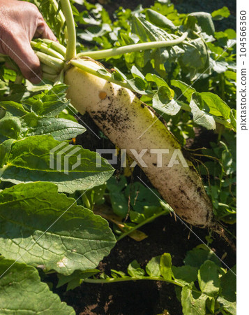 Radish harvest Radish harvest 104566360