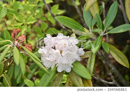 杜鵑花的白色花朵 杜鵑花的白色花朵 104566861