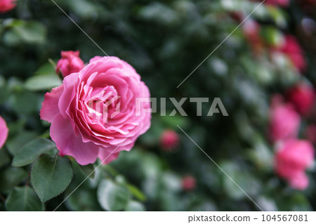 Rose flower macro image 104567081