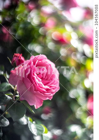 Rose flower outdoor image Rose flower outdoor image 104567088