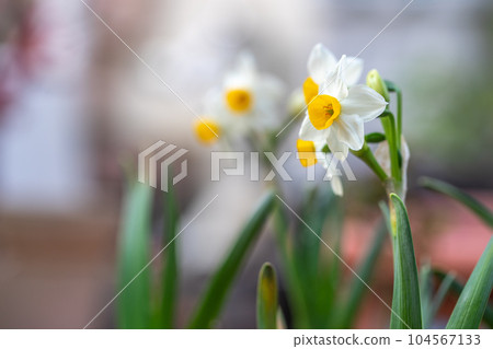 水仙花早期的春天圖像 水仙花早期的春天圖像 104567133