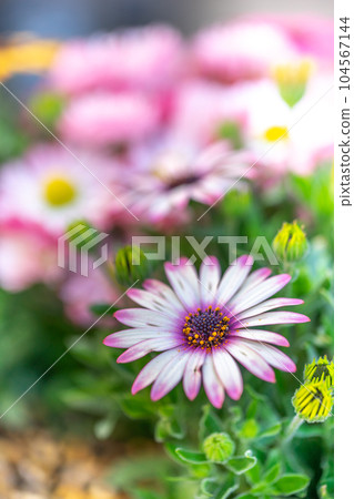 Daisy flower spring image 104567144