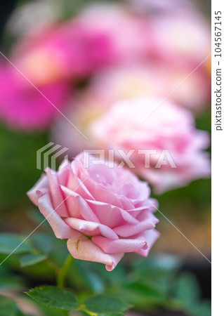 玫瑰花朵戶外拍攝 玫瑰花朵戶外拍攝 104567145
