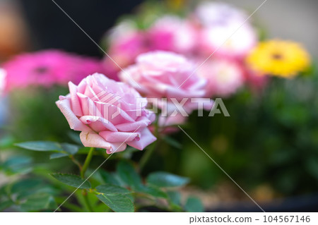 玫瑰花朵戶外拍攝 玫瑰花朵戶外拍攝 104567146
