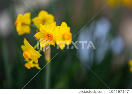 水仙花早春意象 水仙花早春意象 104567147