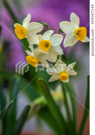 Narcissus flower early spring image 104567149