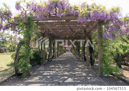 Otisujima富士公園 104567313