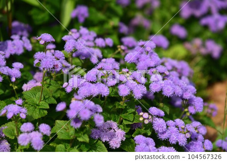 Cuckoo thistle 104567326