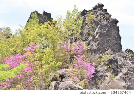 Rhododendron dilatatum and strangely shaped rocks - Stock Photo [104567464]  - PIXTA