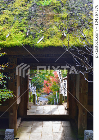 Kamakura Sugimotoji 104567576