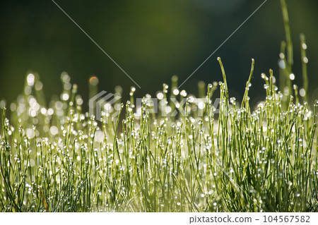Close-up of green grass with dew drops glisten on blades 104567582