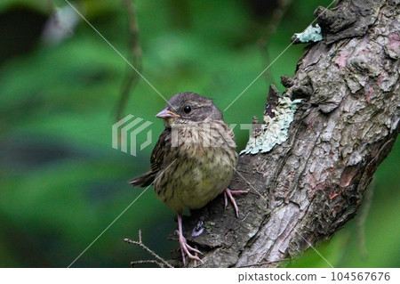 一隻今年離開巢穴的幼年藍臉鳥 104567676