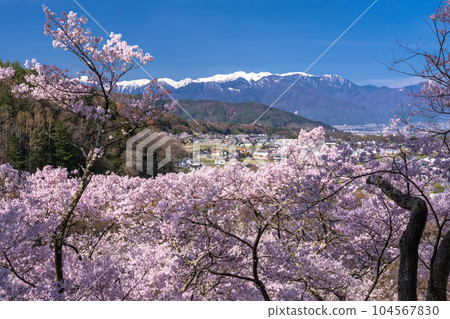 《長野縣》櫻花盛開,春天的高遠城跡公園 《長野縣》櫻花盛開,春天的高遠城跡公園 104567830
