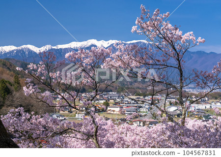 《Nagano Prefecture》 Cherry blossoms in full bloom, Takato Castle Ruins Park in spring 《Nagano Prefecture》 Cherry blossoms in full bloom, Takato Castle Ruins Park in spring 104567831