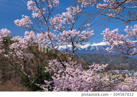 《Nagano Prefecture》 Cherry blossoms in full bloom, Takato Castle Ruins Park in spring 《Nagano Prefecture》 Cherry blossoms in full bloom, Takato Castle Ruins Park in spring 104567832