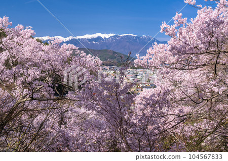 《Nagano Prefecture》 Cherry blossoms in full bloom, Takato Castle Ruins Park in spring 104567833