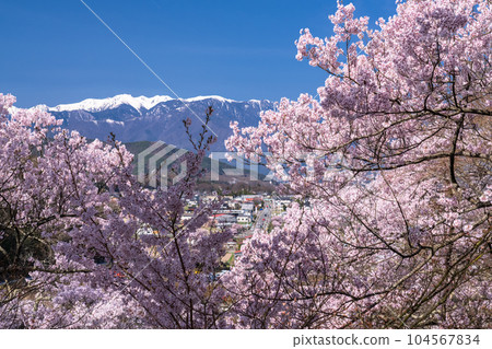 《Nagano Prefecture》 Cherry blossoms in full bloom, Takato Castle Ruins Park in spring 104567834