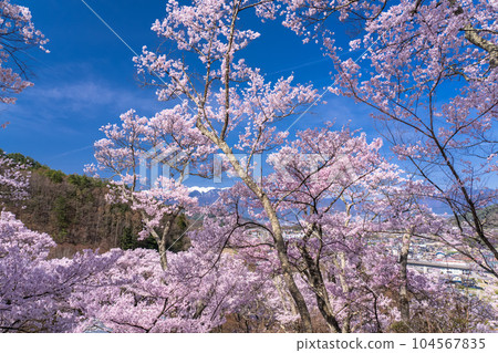 《Nagano Prefecture》 Cherry blossoms in full bloom, Takato Castle Ruins Park in spring 104567835