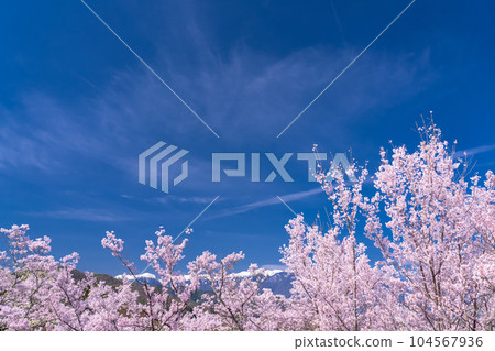 《長野縣》櫻花盛開，春天的高遠城跡公園 104567936