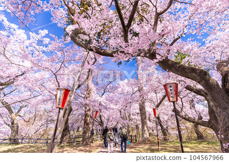 《Nagano Prefecture》 Cherry blossoms in full bloom, Takato Castle Ruins Park in spring 104567966