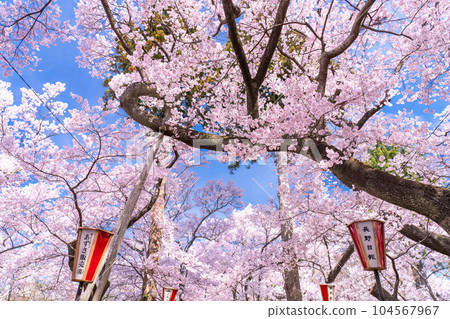 《長野縣》櫻花盛開，春天的高遠城跡公園 104567967